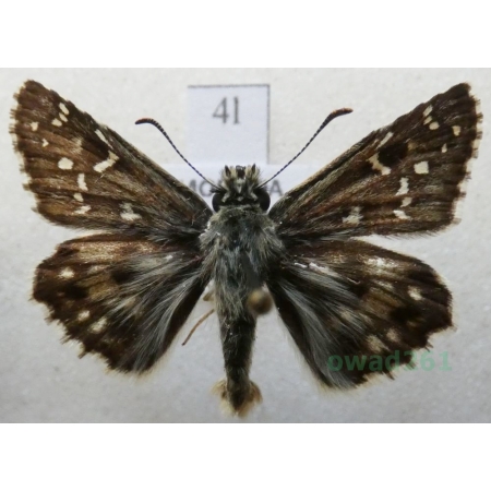 Pyrgus alveus Hübner, 1803 Powszelatek alweus Czech4l